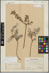 Foto von Salix repens subsp. incubacea (L.) A. Neumann